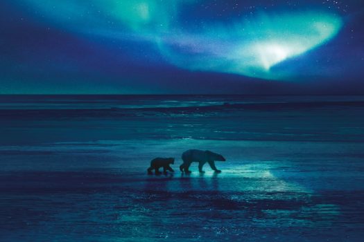 BBC EARTH’S FROZEN PLANET II BACK ON YOUR SCREEN FROM MONDAY