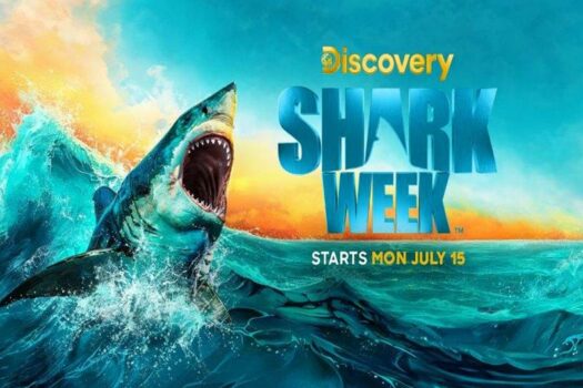 GET READY TO DIVE DEEP WITH SA SHARK EXPERTS FOR SHARK WEEK ON DISCOVERY
