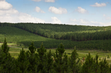 FIND YOUR FEET IN SOUTH AFRICAN FORESTS